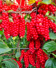 schisandra chinensis for sale.jpeg
